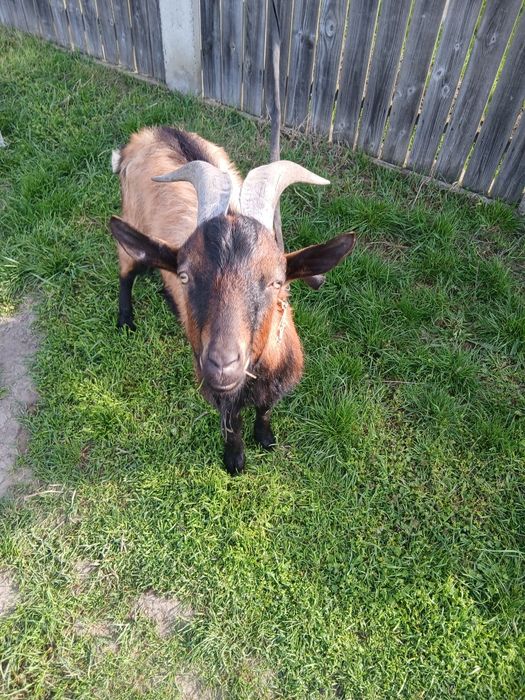 Vînd țap crescut de mic