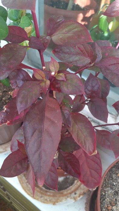 Продам молодое растение альтернатера