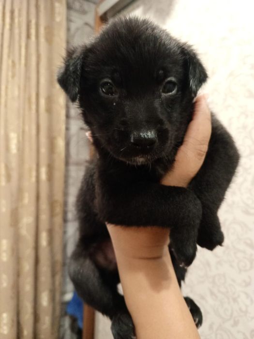 Щенки мальчики и девочки