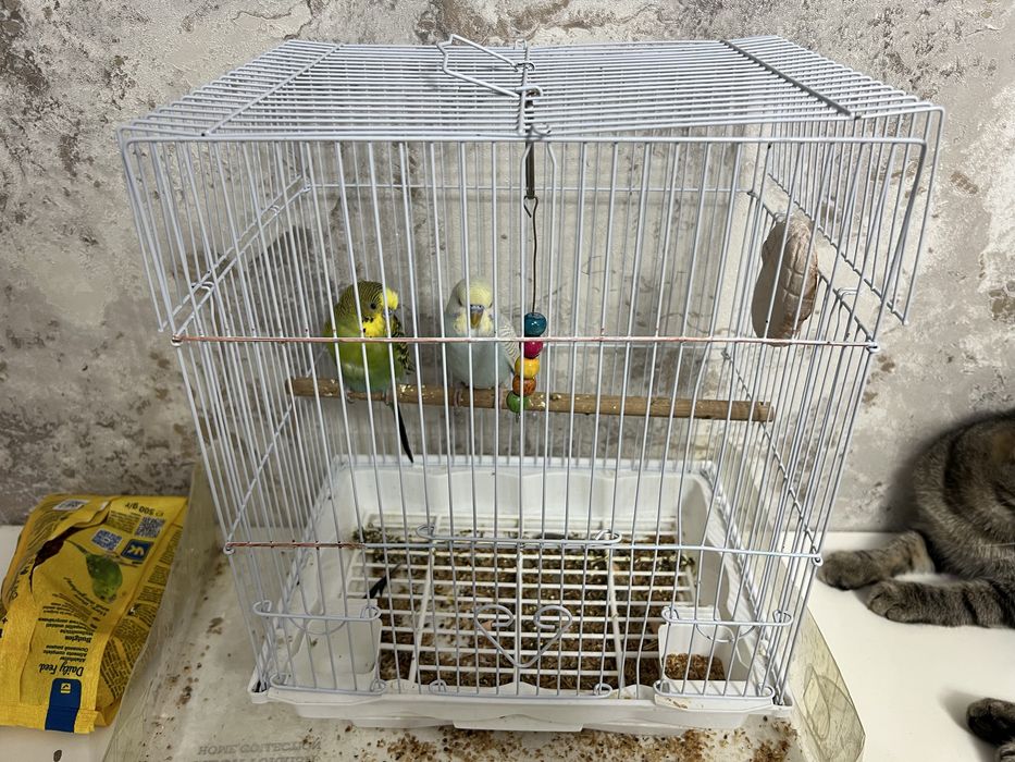 Волнистые попугаи