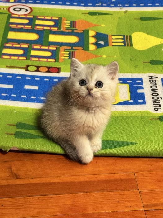 Продается котенок шиншилла серебро