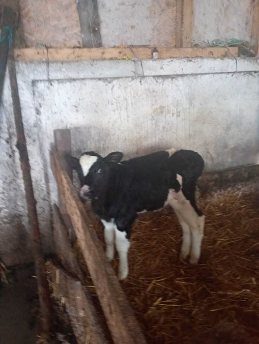 Vițică holstain  din vaca   bună de lapte
