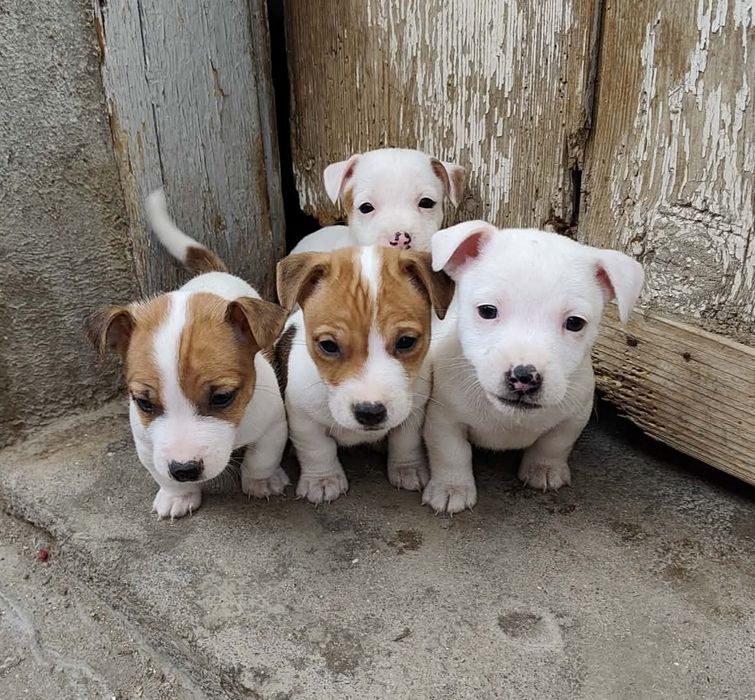 Джак Ръсел Териер