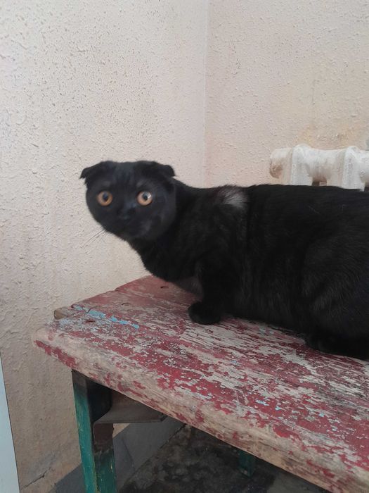 Отдам кошку в добрые руки