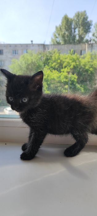 Отдам срочно котенка.