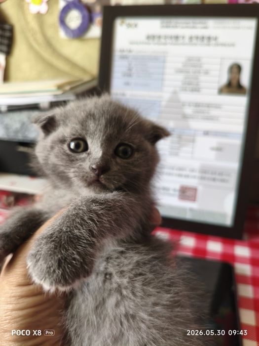 Шотландские котята