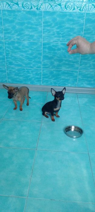 Щенки тойтерьера