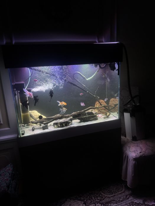 Akvarium. 400 litrli 1 ta bio bak filtr bor 1 ta odiy filtr 20ta baliq
