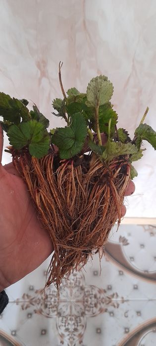 предлагам страхотен расат ягуди