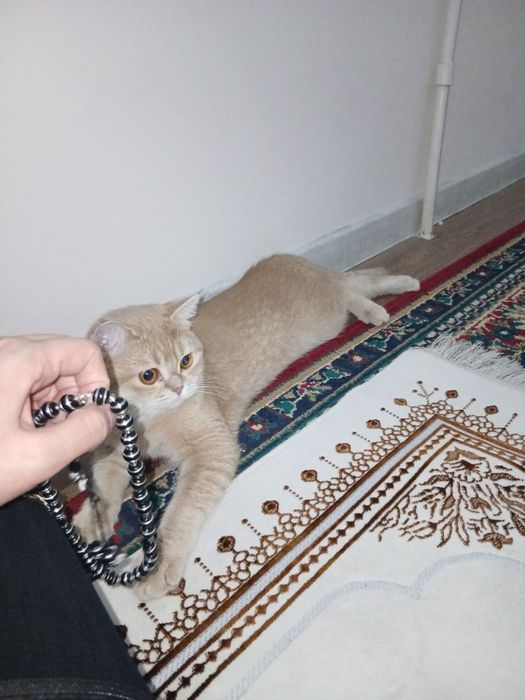 Chinchilla mushuk 1ga kirgan