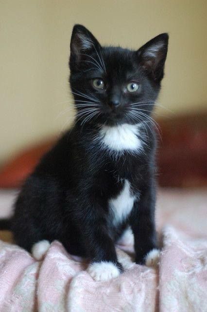 Котята от кошки-крысолова.