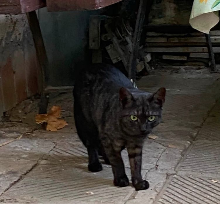 Подарявам котета