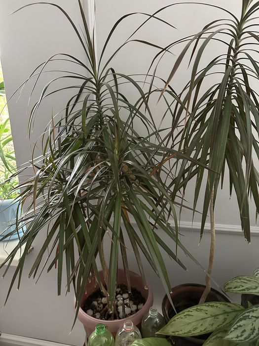 Продам комнатные цветы