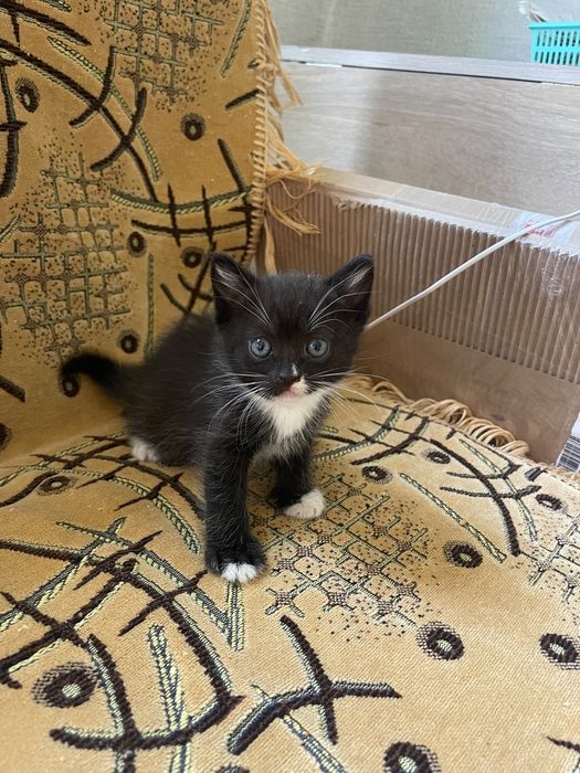 Отдам прекрасных котят