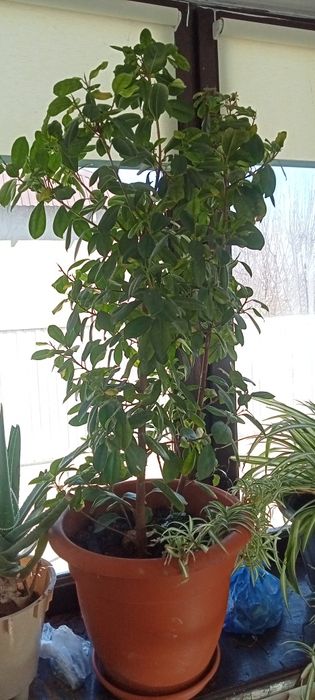 Домашний цветы разные