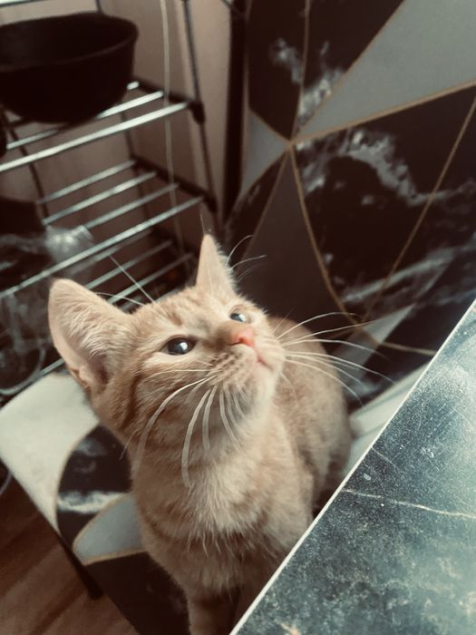 Котенок бесплатно