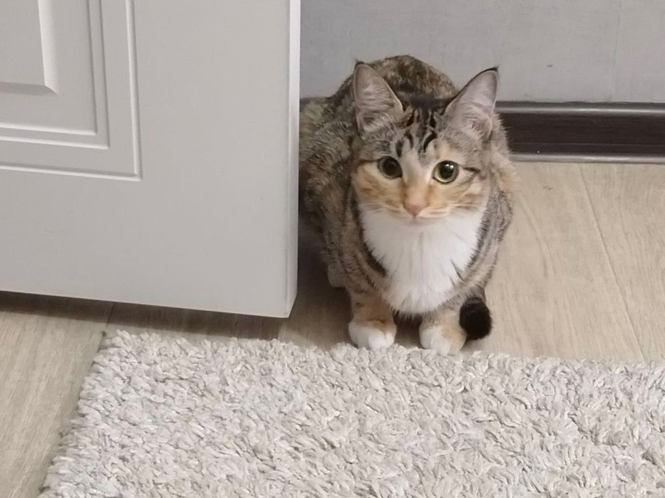 котенок и кошка даром