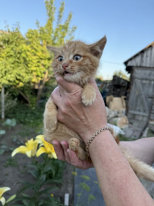 Котенок в добрые и любящие руки