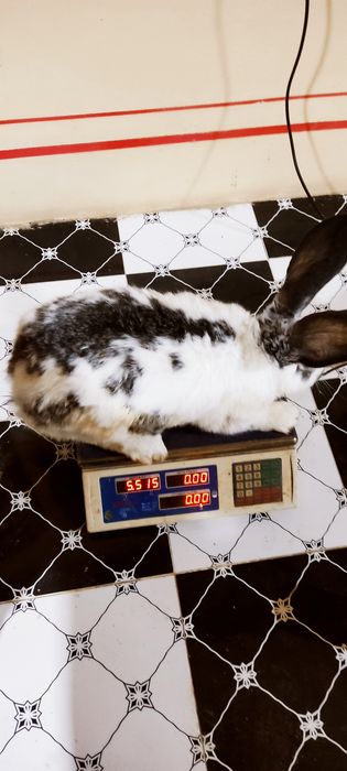 Куйон сотилади    т