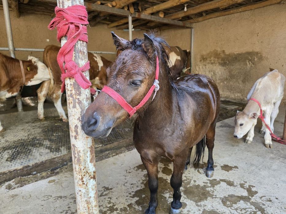 Poni srochna sotilad