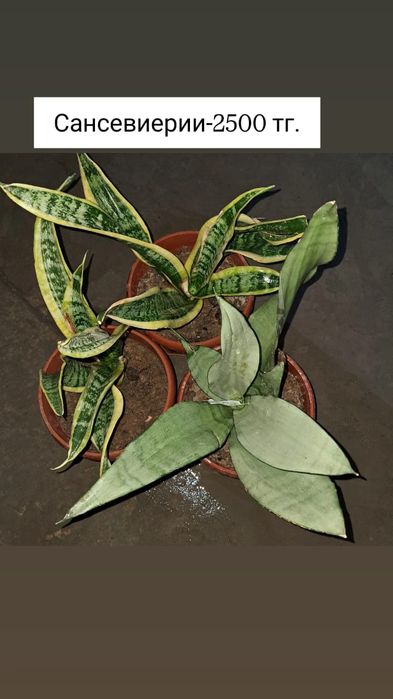 Продам комнатные цветы