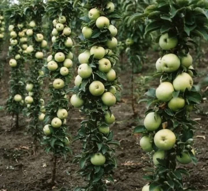 Pomi fructiferi columnari perfecti pt spatii restranse