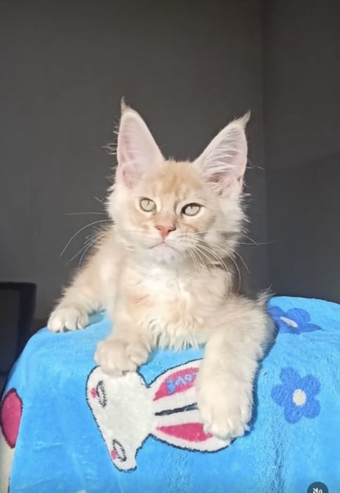 Мейн куун коте мъжко и женско