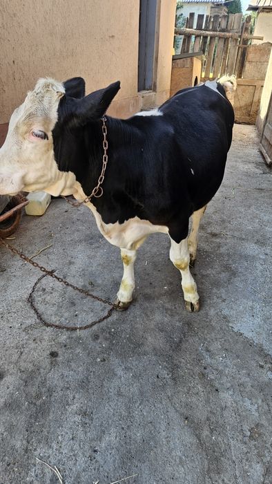 Vând o vițica bălțată