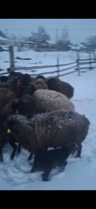 Қойлар сатылады Еділбай