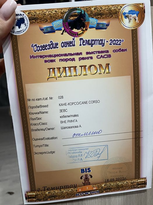 Щенки кане корсо cane corso