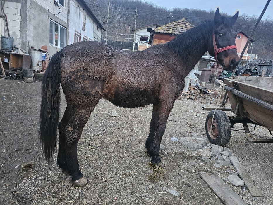 Cal de vanzare  pentru mai multe detalii la nr de