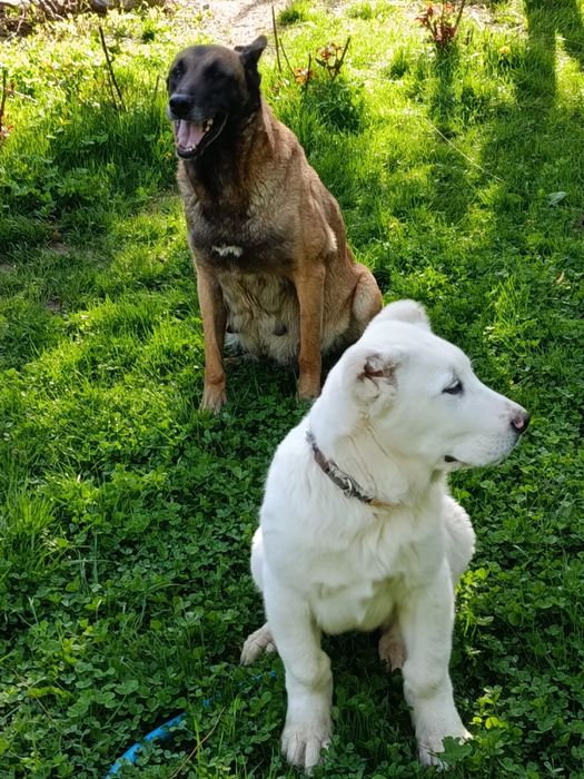 Продается Алабай