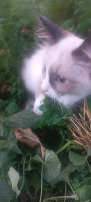 Отдам котят в хорошие руки