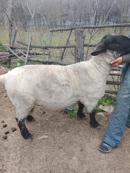 Berbec de rasă suffolk