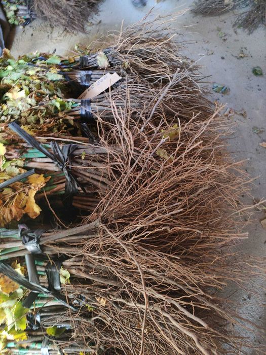 Butași Viță de vie