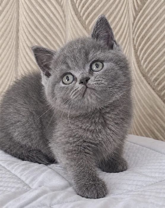 Вислоушки Прямоушки Котята