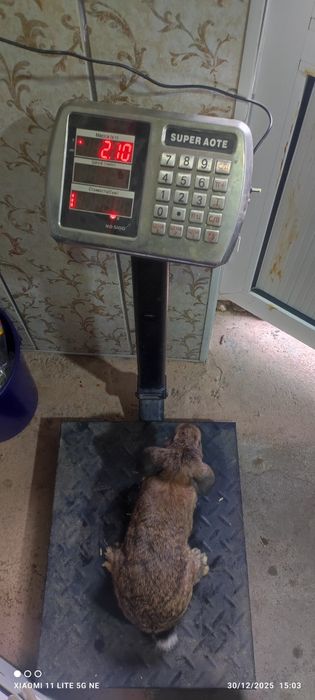 Quyon goʻshti yangi soyib beramiz