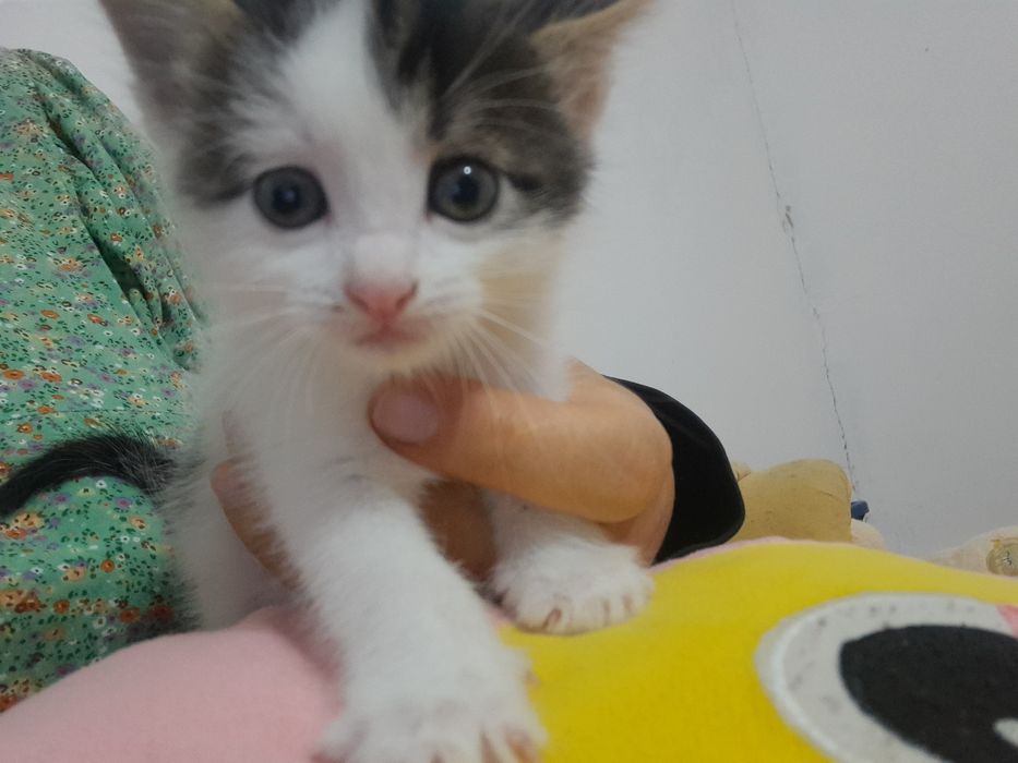 Мысықтар /Котята
