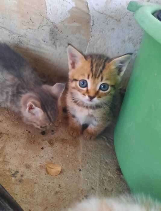 Отдам котят в добрые руки