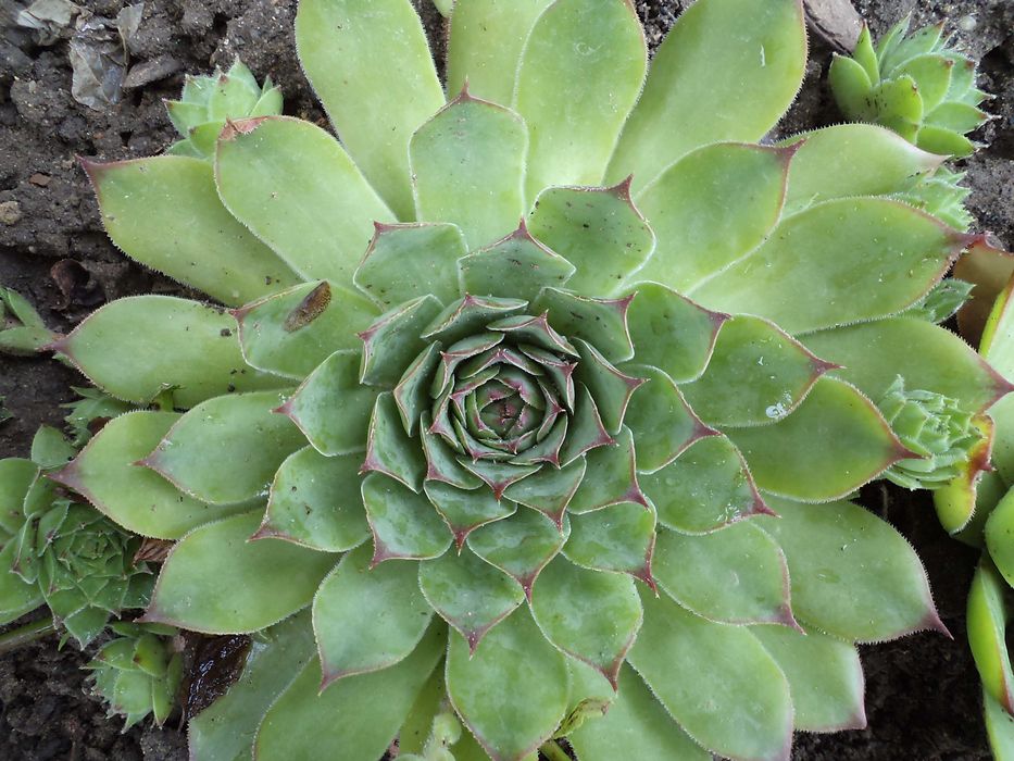 Сукуленти / Алпийска роза / Дебелец