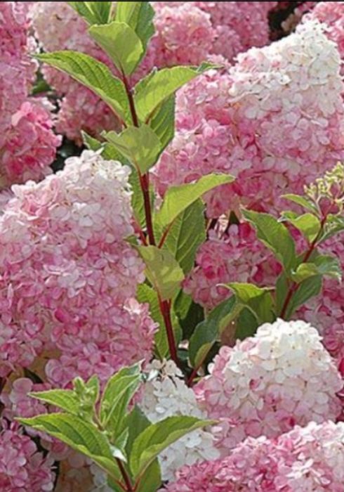 Продаются саженцы метельчатой гортензии