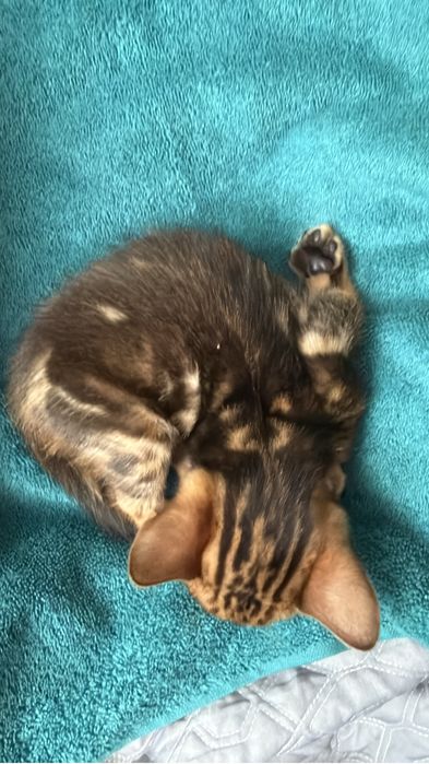 Бенгальский котенок мальчик