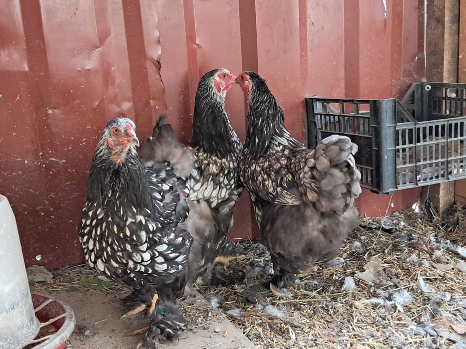 Brahma Silver Laced 5 gaini
