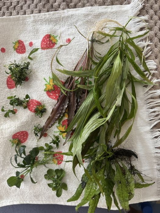 Pachet plante acvariu