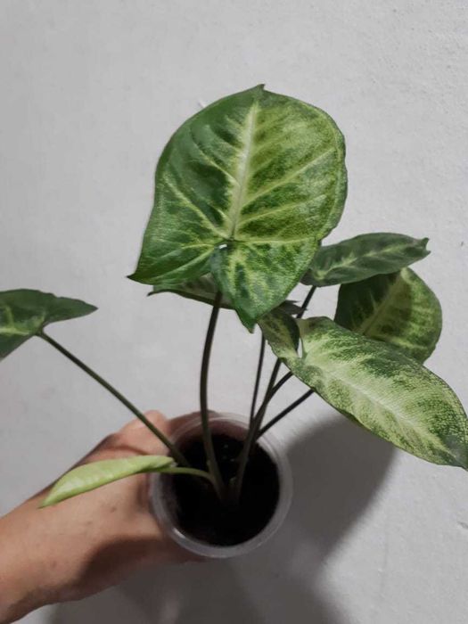 Сингониум Syngonium