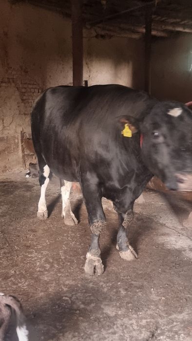 Qurbonlik uchun buqa vazni 900 kgdan 1000 kg gacha