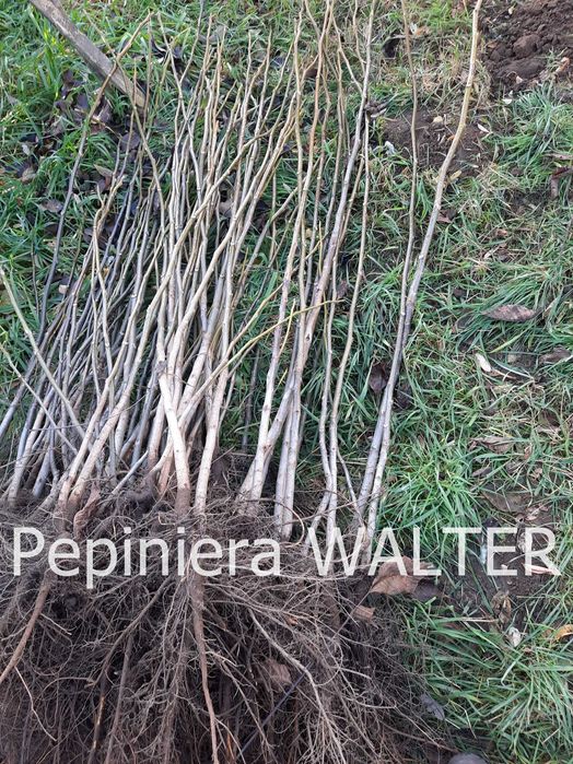 Puieți de nuc certificați Geoagiu 65.