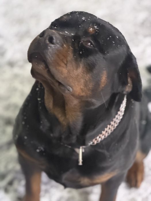 Продам щенков Ротвейлера