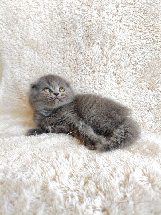 Британски котета и шотлански клепоухи