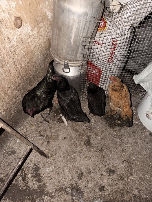 Продам курей и петуха